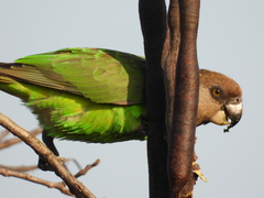 Poicephalus cryptoxanthus cryptoxanthus