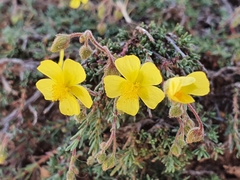 Fumana thymifolia