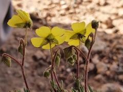 Fumana thymifolia