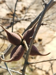 Sterculia africana