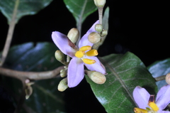 Solanum punctulatum