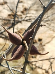 Sterculia africana