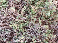 Fumana thymifolia