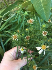 Symphyotrichum welshii