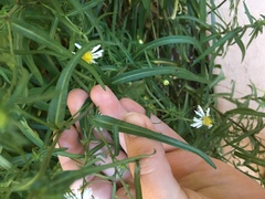 Symphyotrichum welshii