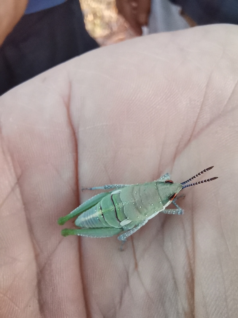 Punctisphena pustulata