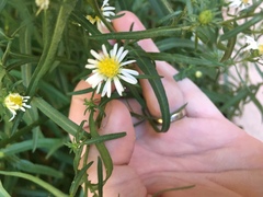 Symphyotrichum welshii
