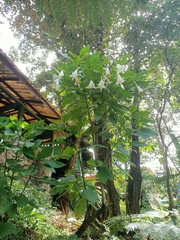 Brugmansia suaveolens