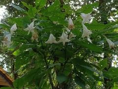 Brugmansia suaveolens
