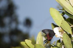 Papilio hopponis