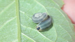 Macrophya alboannulata