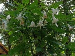 Brugmansia suaveolens