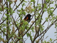 Setophaga ruticilla image