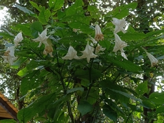 Brugmansia suaveolens