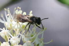 Andrena imitatrix