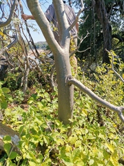 Adenium multiflorum