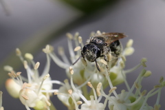 Andrena imitatrix