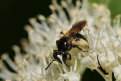 Andrena integra