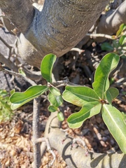 Adenium multiflorum