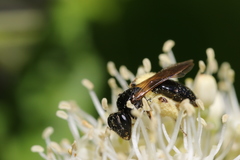 Andrena integra