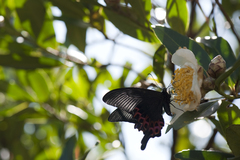 Papilio hopponis