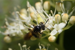 Andrena integra