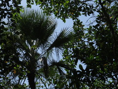 Acoelorraphe wrightii