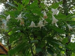 Brugmansia suaveolens