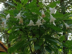 Brugmansia suaveolens