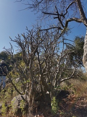 Adenium multiflorum