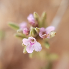 Thymus algeriensis