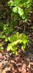 Elaeodendron xylocarpum