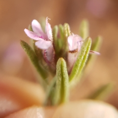 Thymus algeriensis