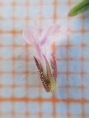 Thymus algeriensis