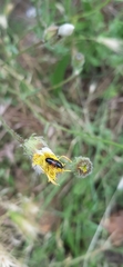 Divales bipustulatus