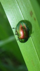 Chrysolina graminis