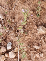 Thymus algeriensis