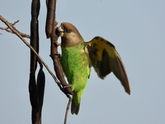Poicephalus cryptoxanthus cryptoxanthus