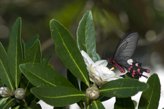 Byasa polyeuctes termessus