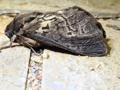 Oxycanus antipoda