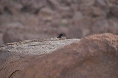 Onychognathus tristramii
