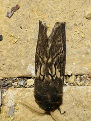 Oxycanus antipoda
