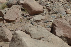 Laudakia vulgaris