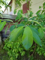 Salix caprea