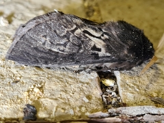 Oxycanus antipoda