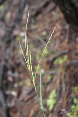 Digitaria breviglumis