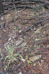 Digitaria breviglumis