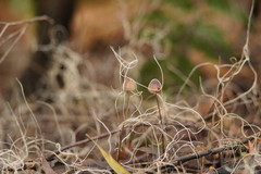 Mycena cystidiosa