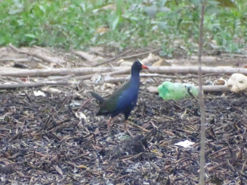 Allen's Gallinule
