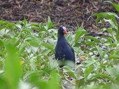 Porphyrio alleni
